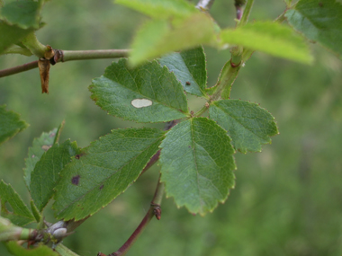 Feuilles alternes composées et formées de 5 ou 7 folioles. Agrandir dans une nouvelle fenêtre (ou onglet)